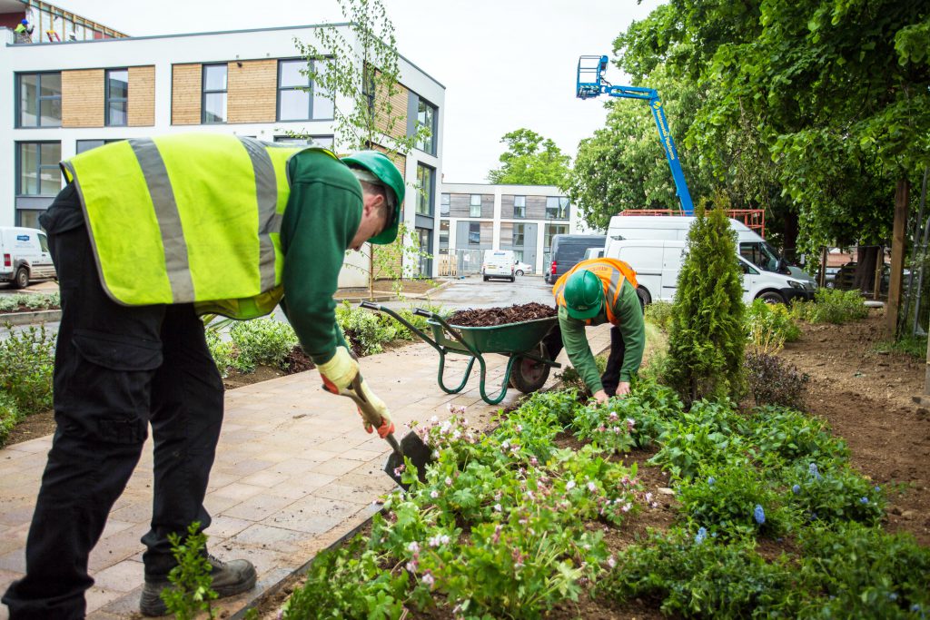 Commercial Shrub Planting Services | Colchester, Chelmsford, Ipswich ...