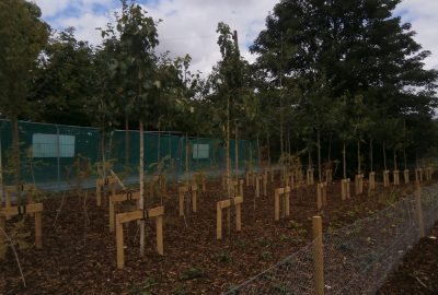 New trees planted in rows