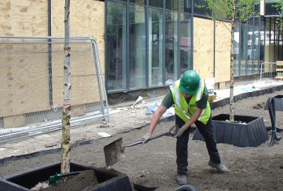 Tree being planted in urban landscape